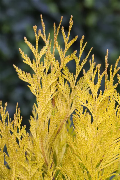 thuja occidentalis yellow ribbon arborvitae Yellow Ribbon Arborvitae – Lichtenfelt's main image 1