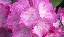 Rhododendron