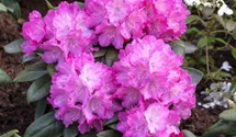 Rhododendron