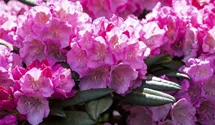Rhododendron