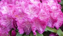 Rhododendron