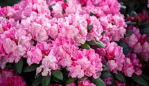 Rhododendron