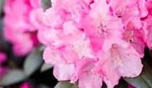 Rhododendron