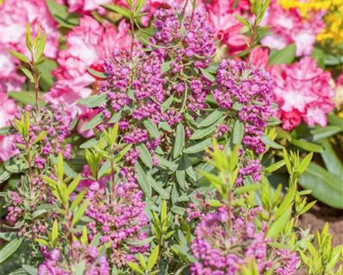 Kalmia angustifolia 'Rubra'