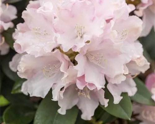 Rhododendron yak.'Schneekrone' I