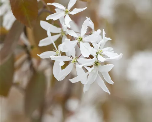 Amelanchier 'Ballerina' Amelanchier 'Ballerina'