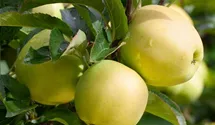 Winter-Apfel, X-III