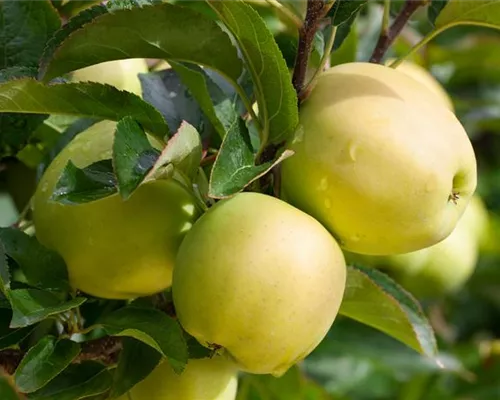 Malus 'Golden Delicious' CAC Malus 'Golden Delicious' CAC