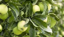Winter-Apfel, X-III