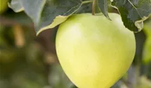 Winter-Apfel, X-III
