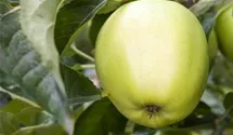 Winter-Apfel, X-III