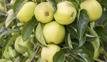 Winter-Apfel, X-III