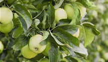 Winter-Apfel, X-III