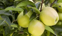 Winter-Apfel, X-III