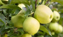 Winter-Apfel, X-III