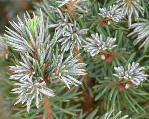 Picea glauca 'Sander Blue' Picea glauca 'Sander Blue'