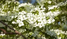 Blumenhartriegel