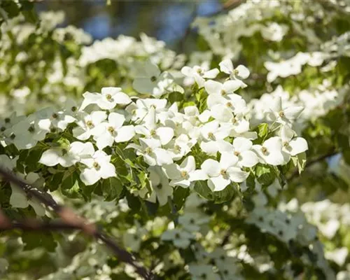 Cornus florida Cornus florida