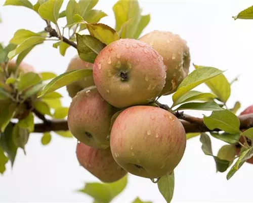Malus 'Goldparmäne' CAC