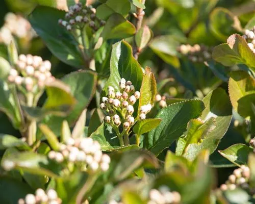 Aronia melanocarpa 'Aron'