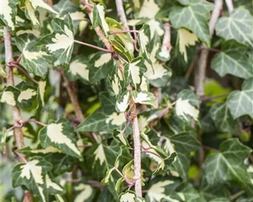 Hedera helix 'Goldheart'