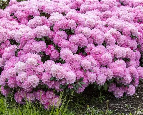 Rhododendron yak.Hybr., rosa