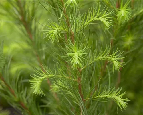 Larix decidua Larix decidua
