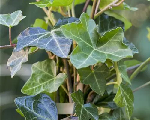 Hedera helix hibernica