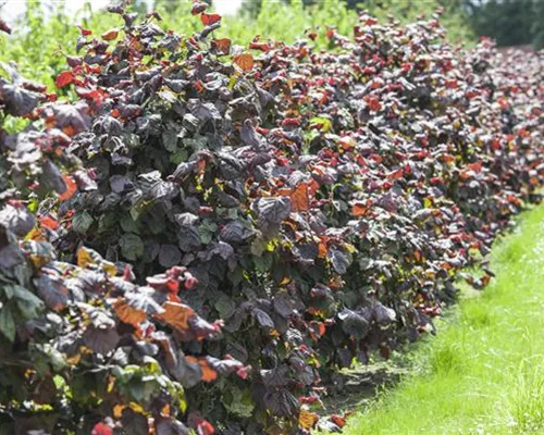 Corylus av.'Red Majestic' Corylus av.'Red Majestic'