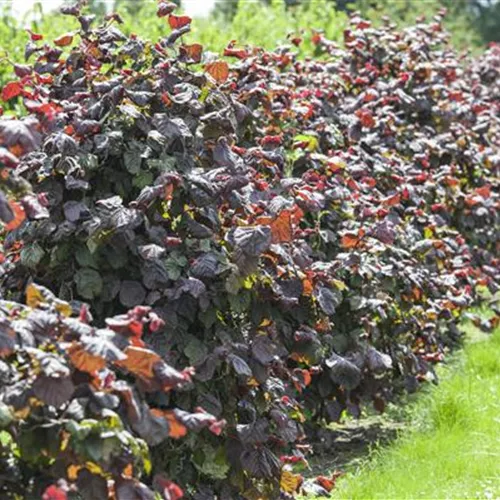 Corylus av.'Red Majestic' Corylus av.'Red Majestic'