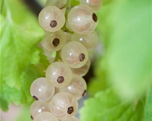 Ribes rubr. 'Weiße Versailler' CAC Ribes rubr. 'Weiße Versailler' CAC