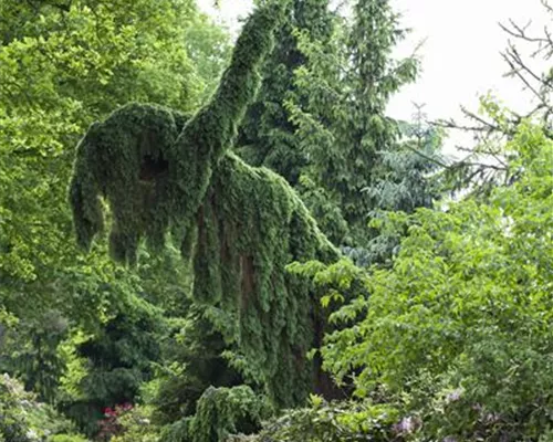 Picea omorika 'Pendula' Picea omorika 'Pendula'