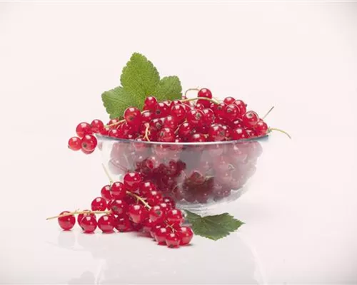 Ribes rubrum 'Rolan' CAC II Ribes rubrum 'Rolan' CAC II