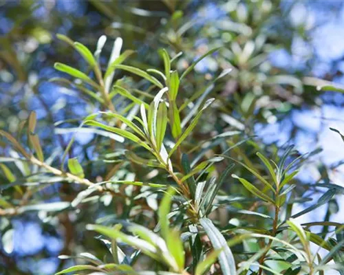 Hippophae rhamnoides 'Pollmix' Hippophae rhamnoides 'Pollmix'