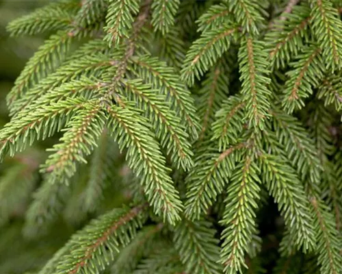 Picea orientalis 'Aureospicata' Picea orientalis 'Aureospicata'