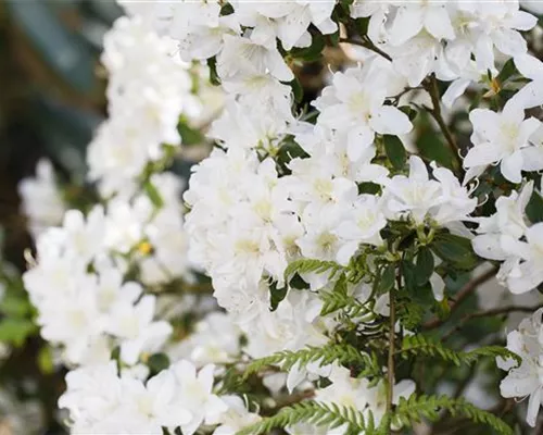 Rhododendron carolin.'Dora Amateis' Rhododendron carolin.'Dora Amateis'