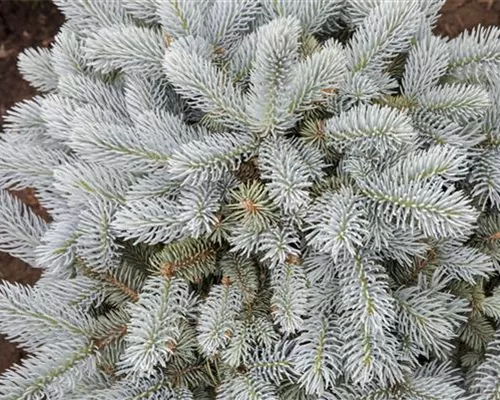 Picea pungens 'Glauca Globosa' Picea pungens 'Glauca Globosa'