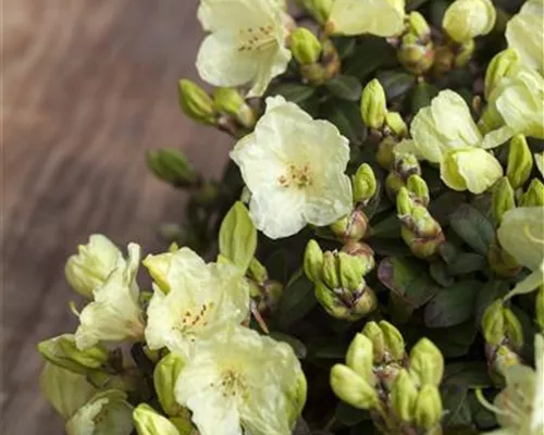 Rhododendron hanceanum 'Wren' Rhododendron hanceanum 'Wren'