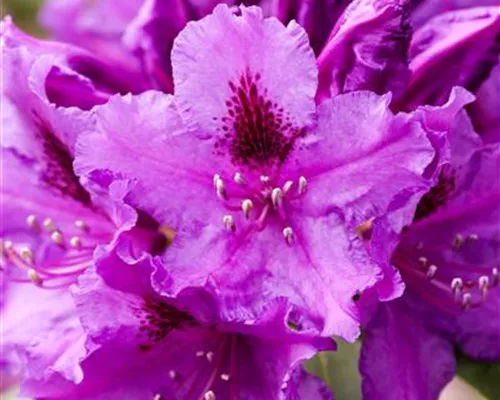Rhododendron Hybr.'Azurro' II