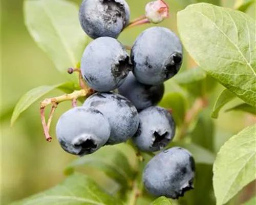 Vaccinium corymb.'Reka' -R- CAC Vaccinium corymb.'Reka' -R- CAC