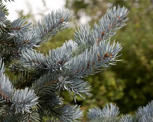 Picea pungens 'Hoopsii' Picea pungens 'Hoopsii'