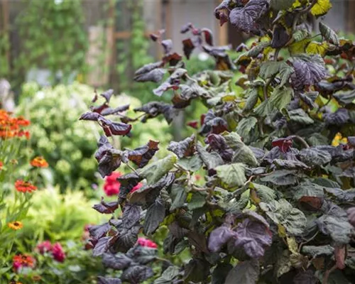 Corylus maxima 'Red Majestic' -S- Corylus maxima 'Red Majestic' -S-