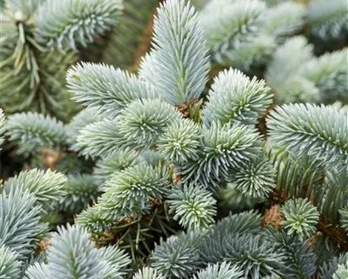 Picea pungens glauca Picea pungens glauca
