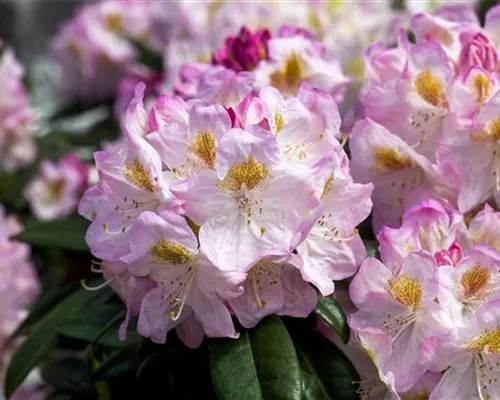 Rhododendron Hybr.'Brigitte' III