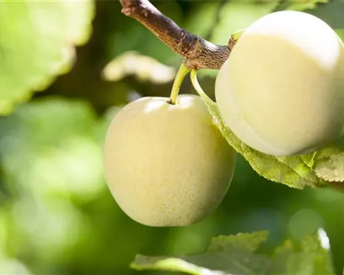 Prunus dom.'Große grüne Ringlotte' CAC Prunus dom.'Große grüne Ringlotte' CAC