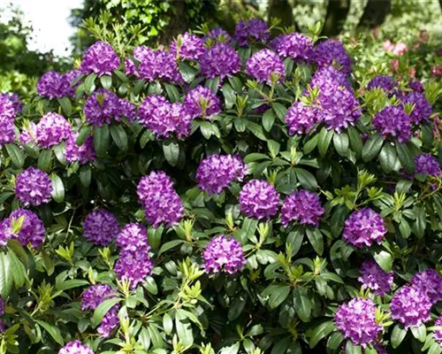 Rhododendron Hybr.'Catawb. Grandiflorum' I