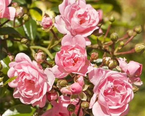 Rosa 'The Fairy' BDR II Rosa 'The Fairy' BDR II