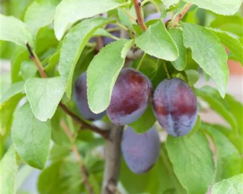 Prunus dom.'Hanita' -S- CAC Prunus dom.'Hanita' -S- CAC