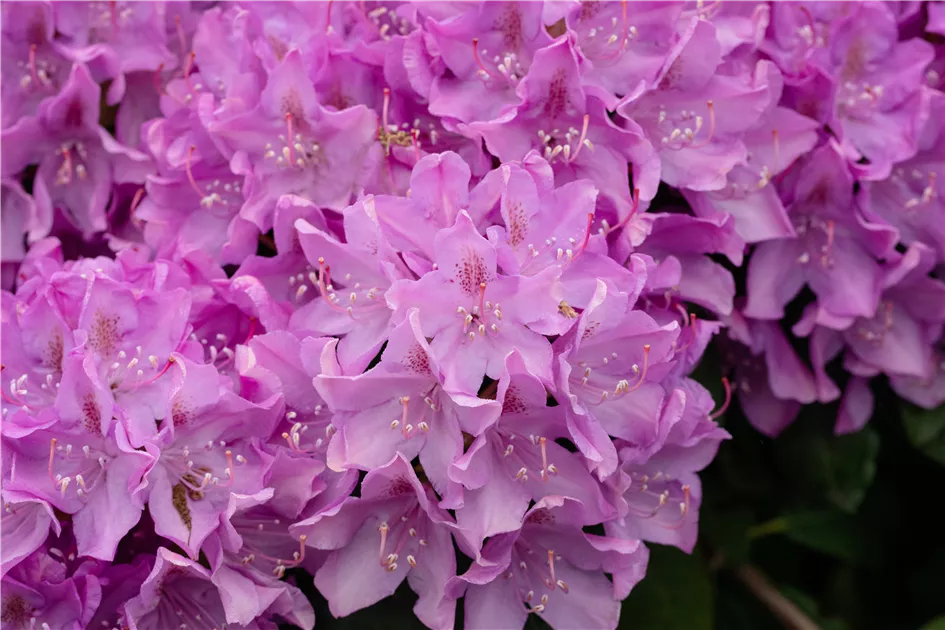 rhododendron gnstig Jim's Black Heart