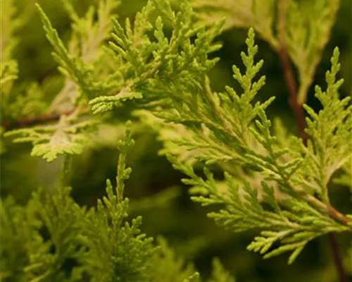 Cupressocyparis leyl.'Castlewellan Gold' Cupressocyparis leyl.'Castlewellan Gold'